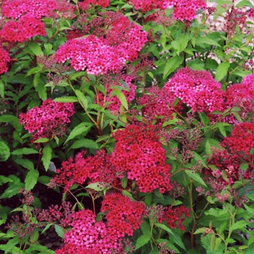 Саджанці спіреї Дартс Ред (черенкований) - 1-річний Чернівці - фото 1