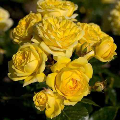 Саджанці троянд Голден Ковер (привитий) - 2-річний Чернівці