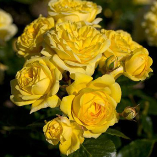 Саджанці троянд Голден Ковер (привитий) - 2-річний Чернівці - фото 1