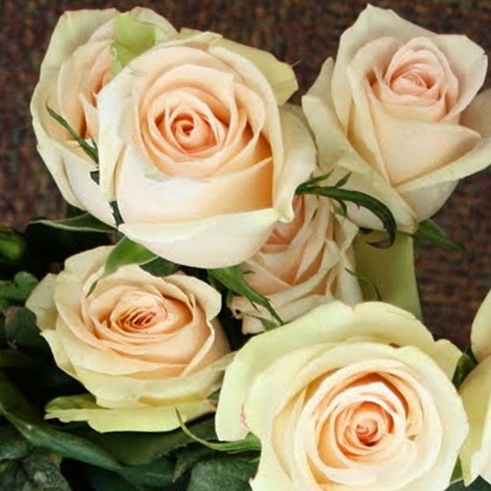 Саженцы чайно-гибридных роз Ла Перла (привитый) Черновцы - изображение 2