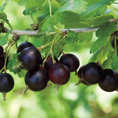 Саджанці йошти Моро (черенкований) - 1-річний Чернівці