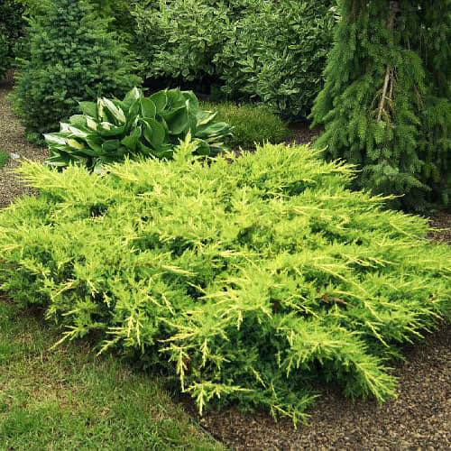 Саджанці ялівцю Мордіган Голд (черенкований) - 3-річний Чернівці - фото 1