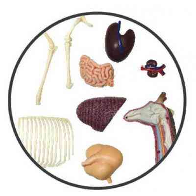 Пазл 4D Master Об&apos;ємна анатомічна модель Жираф (FM-622011) Вінниця