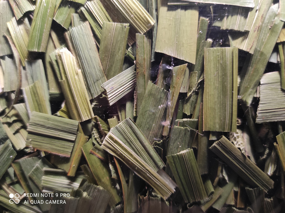 Косатик (Ирис болотный желтый) 100г master sem Киев - изображение 2