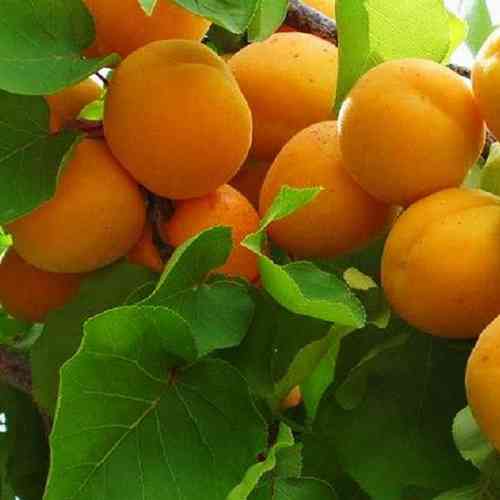 Саженцы абрикоса Олимп (привитый) - 1-летний Черновцы