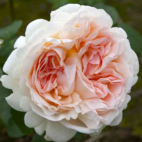 Саджанці троянд Себастьян Кнейп (привитий) - 2-річний Чернівці