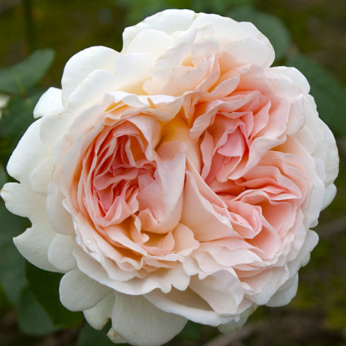 Саджанці троянд Себастьян Кнейп (привитий) - 2-річний Чернівці - фото 1