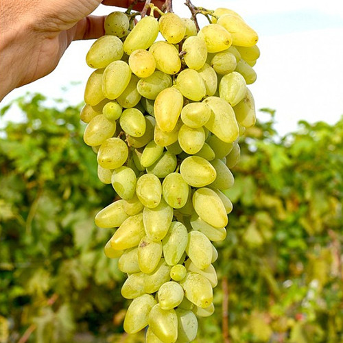 Саженцы винограда Леди Патриция (черенкованный) - 1-летний Черновцы - изображение 1