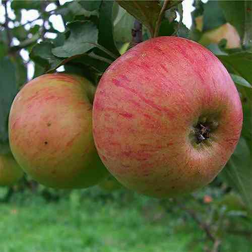 Саджанці яблуні Медовка (привитий) - 1-річний Чернівці