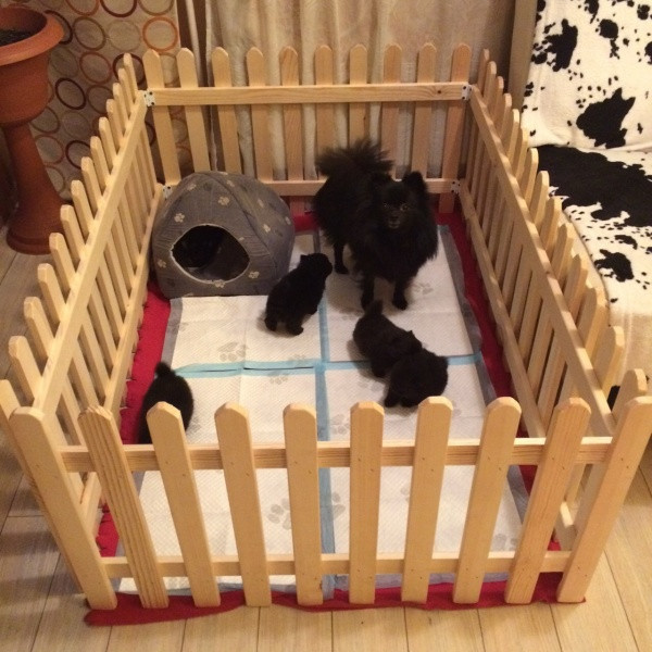 Вольєр для цуценят "Беджайя" бланже Миколаїв - фото 1