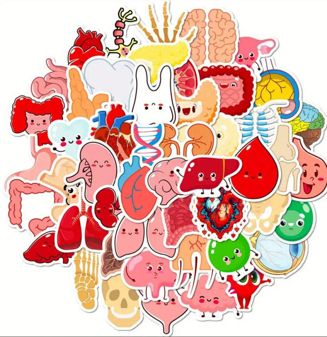 Наклейки органи людини. Водонепроникні вінілові естетичні наклейки для пляшки води, комп'ютера, ноут Київ - фото 2