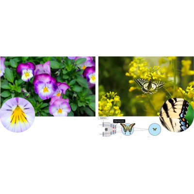 Бинокль Pentax UP 8.5x21 Papillio II (930160) Винница - изображение 5