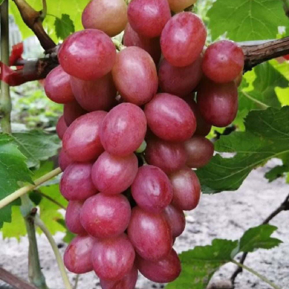 Саженцы винограда Дынька (черенкованный) - 2-летний Черновцы - изображение 1