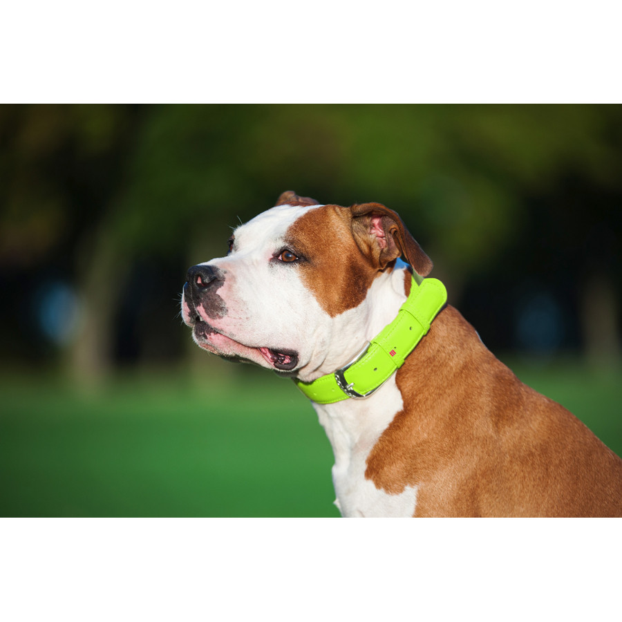 Нашийник для собак шкіряний WAUDOG Glamour з QR паспортом, без прикрас, L, Ш 25 мм, Дов 38-49 с Коломыя - изображение 8