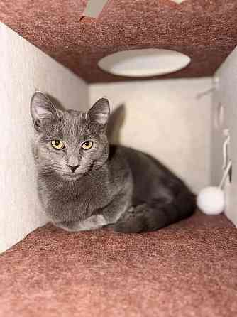 Домик тоннель для кошек и кота для игры из фетра игровой Одесса