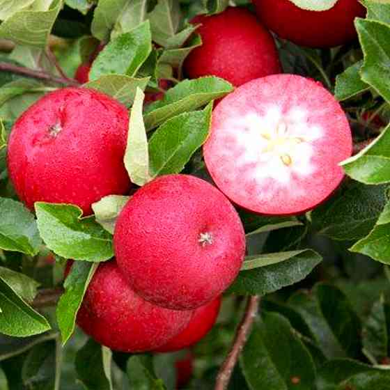 Саджанці яблуні Сірена (привитий) - 1-річний Чернівці