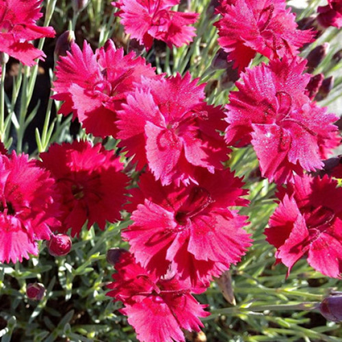 Саджанці гвоздики Багаторічна Червона (черенкований) - 2-річний Чернівці - фото 1