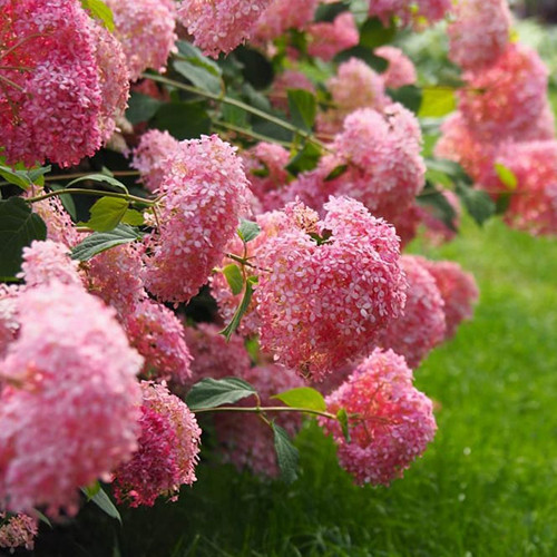 Саджанці гортензії Пінк Анабель (черенкований) - 1-річний Чернівці - фото 1