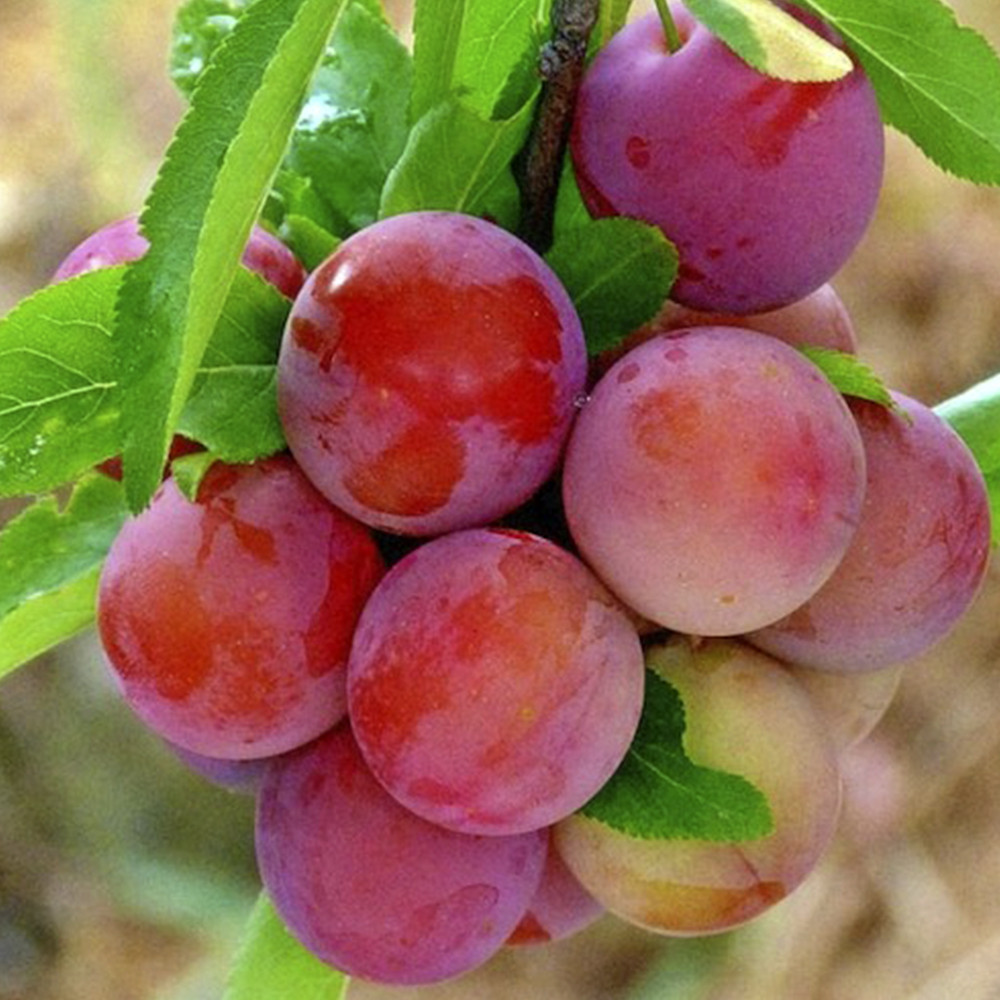 Саженцы алычи Обильная (привитый) - 1-летний Черновцы - изображение 3