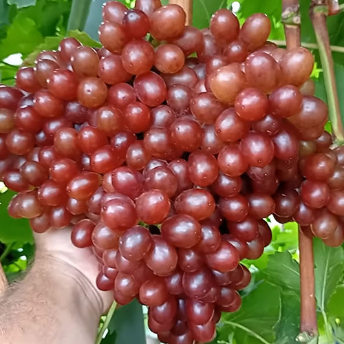 Cаджанці винограду Аліса в Країні Чудес (черенкований) - 2-річний Чернівці - фото 1
