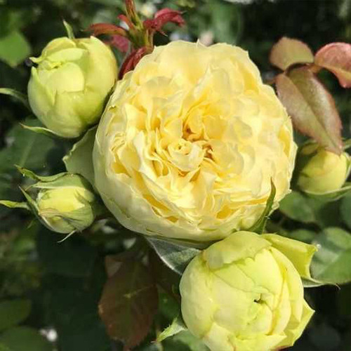 Саджанці троянд Лемон Піано (привитий) - 2-річний Чернівці - фото 1