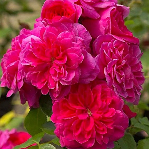 Саджанці троянд Сангрія (привитий) - 2-річний Чернівці - фото 1