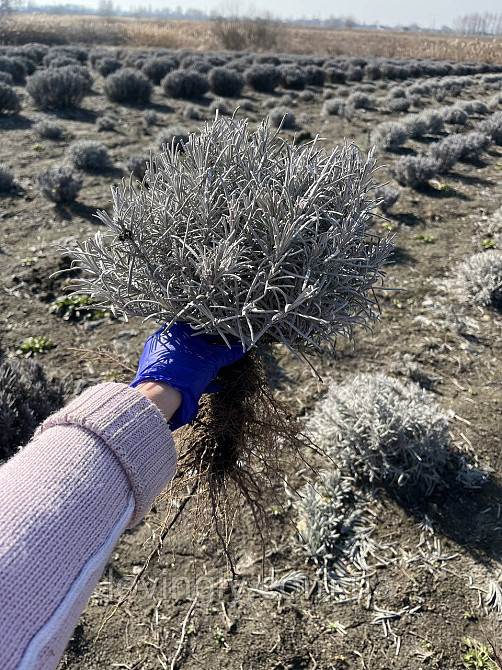 Лавандин сорту Grosso  дворічний сформований  саджанець діаметром до 30 см Ірпінь - фото 7