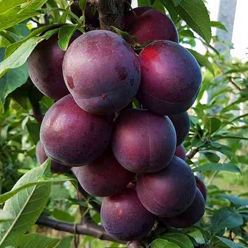 Саженцы абрикоса Кубанский Черный (привитый) - 2-летний Черновцы