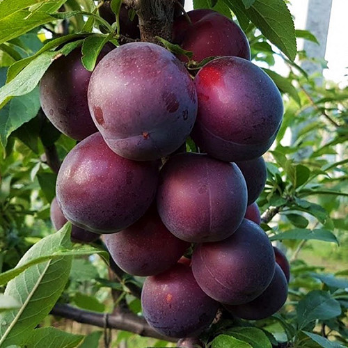 Саженцы абрикоса Кубанский Черный (привитый) - 2-летний Черновцы - изображение 1