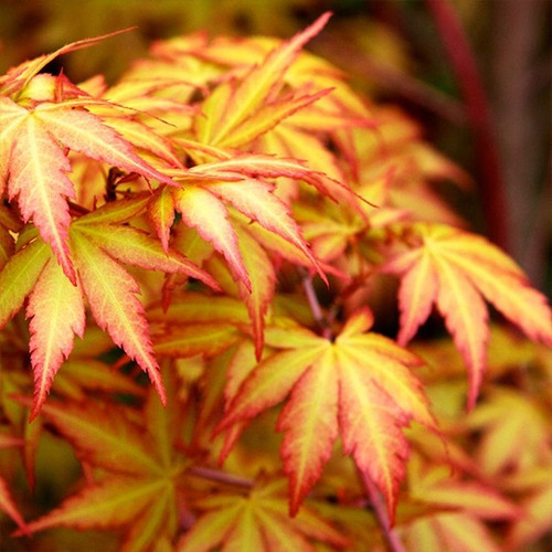 Саженцы клена Катсура (привитый) - 2-летний Черновцы - изображение 1