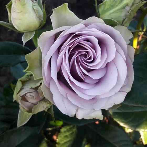 Саженцы роз на штамбе Луллаби (привитый) Черновцы