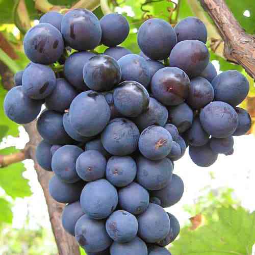 Саженцы винограда Черный Изумруд (черенкованный) - 2-летний Черновцы