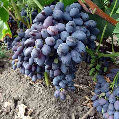 Саженцы винограда Декабрьский (черенкованный) - 1-летний Черновцы