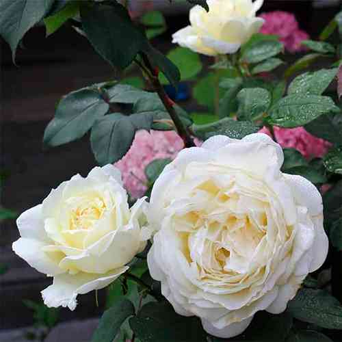 Саджанці троянд Жан Моро (привитий) - 2-річний Чернівці