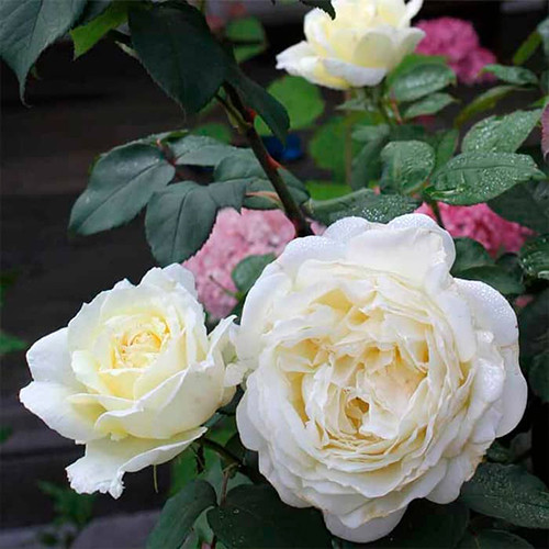 Саженцы роз Жан Моро (привитый) - 2-летний Черновцы - изображение 1