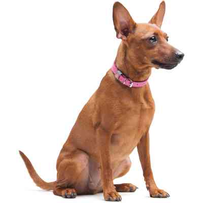 Нашийник для тварин WAUDOG Classic шкіряний 12 мм х 21-29 см рожевий (02027) Вінниця