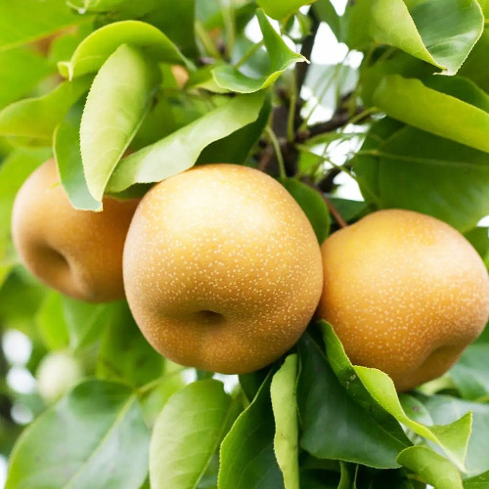 Саженцы груши азиатской Секуи (привитый) - 1-летний Черновцы - изображение 2