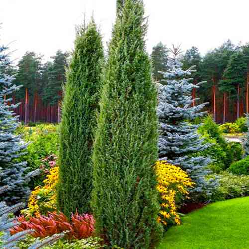 Саджанці ялівцю Хіберніка (черенкований) - 3-річний Чернівці