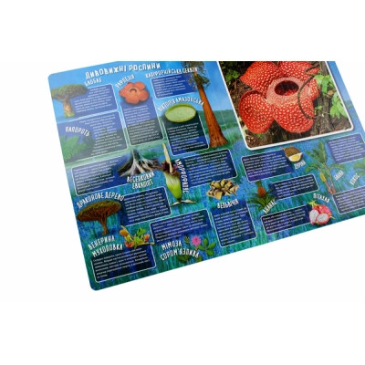 Книга Дивовижний світ Vivat (9789669822611) Вінниця - фото 6