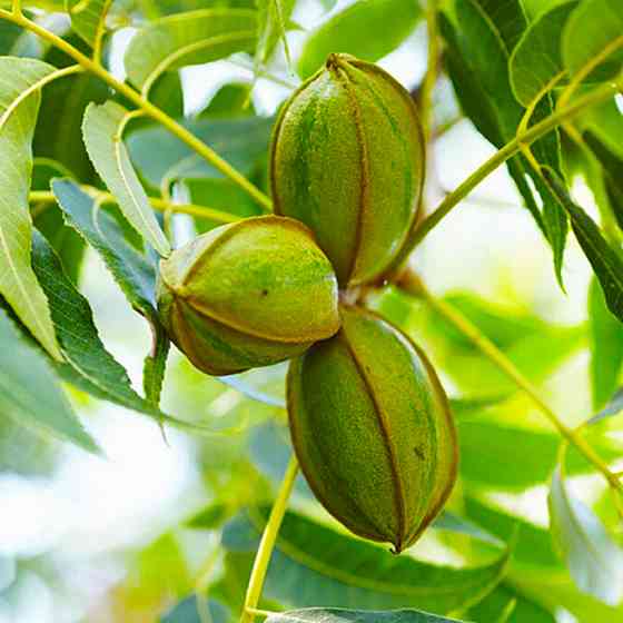 Саджанці пекана Boston (Бостон) - 1-річний Чернівці