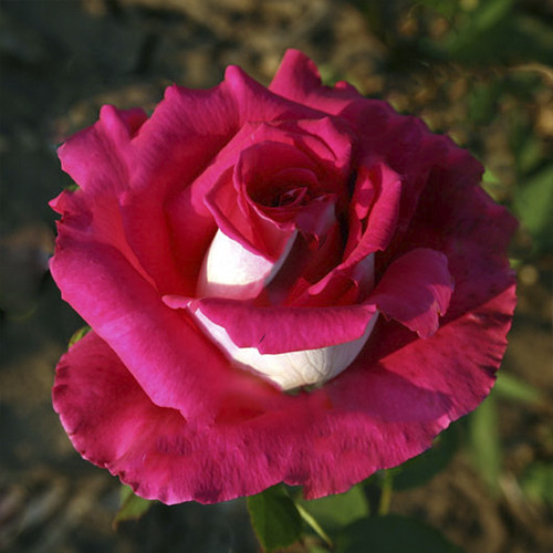 Саджанці троянд Шейла (привитий) - 2-річний Чернівці - фото 1