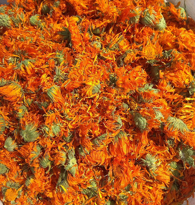 1кг. Ноготки (цветки), 1кг. MasterSEM Киев - изображение 1