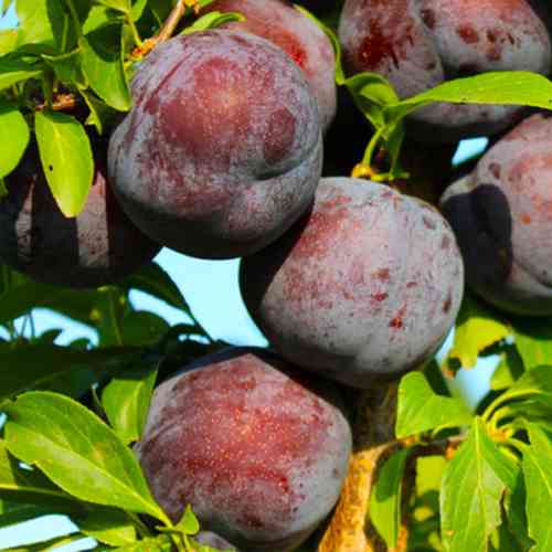 Саженцы диплоидной сливы Кримсон Гло (привитый) - 2-летний Черновцы