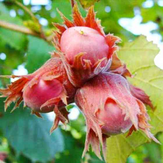 Саженцы фундука Ламберта (отводок) - 3-летний Черновцы