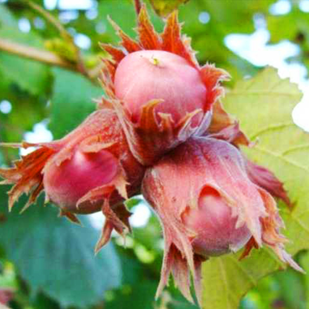 Саджанці фундука Ламберта (відводок) - 3-річний Чернівці - фото 3