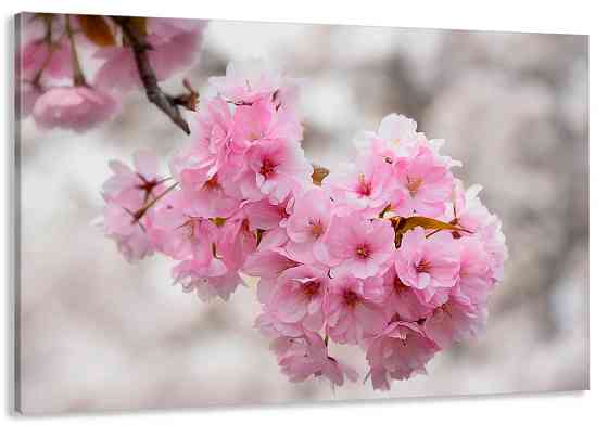 Картина холст в гостиную / спальню  Сакура   MLP_116 90х180см Киев