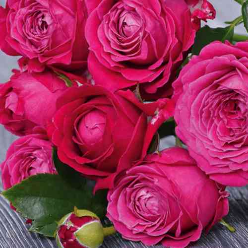 Саджанці троянд Марвелоус Баблз (привитий) - 2-річний Чернівці