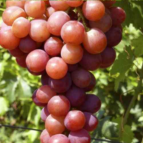 Саженцы винограда Эльдорадо (черенкованный) - 2-летний Черновцы