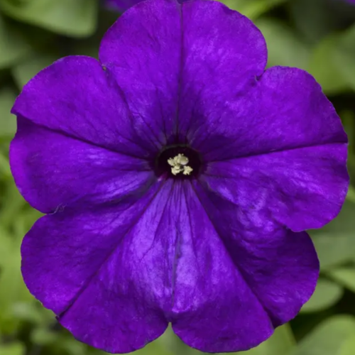 Петунія мультіфлора Мамбо F1 фіолетова 20шт Професійне насіння Житомир - фото 2