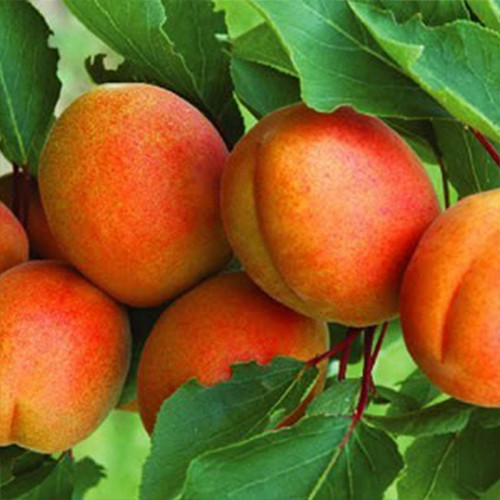 Саженцы абрикоса Изумрудный (привитый) - 1-летний Черновцы - изображение 1